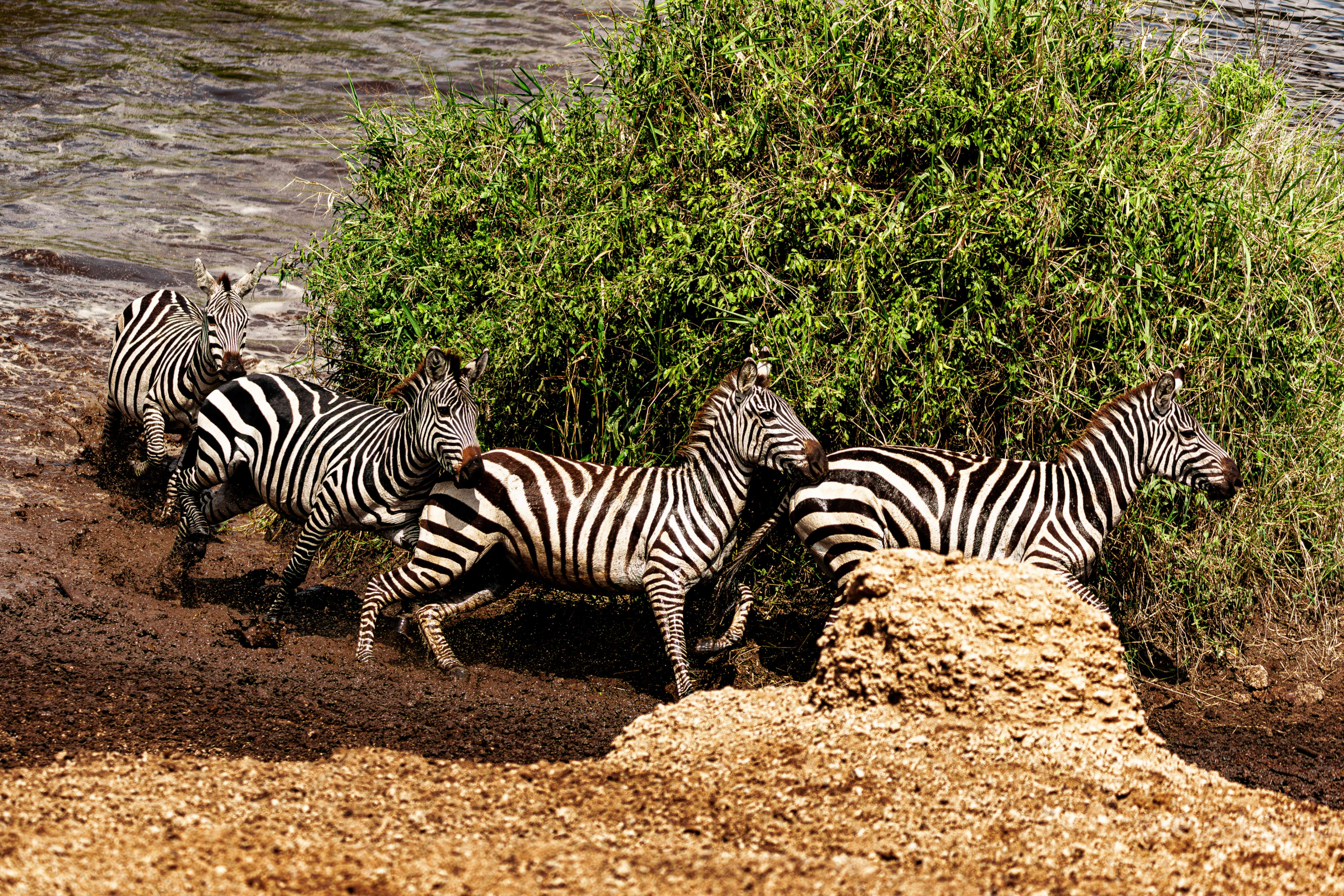 Straight run for Zebra herd